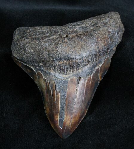 Coffee Colored Inch Megalodon Tooth #1665
